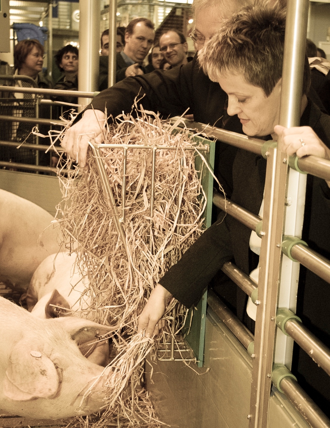 Kastenhaltung im Bundestag - ein Zusammenhang, was die Schweine nicht bekommen dürfen.